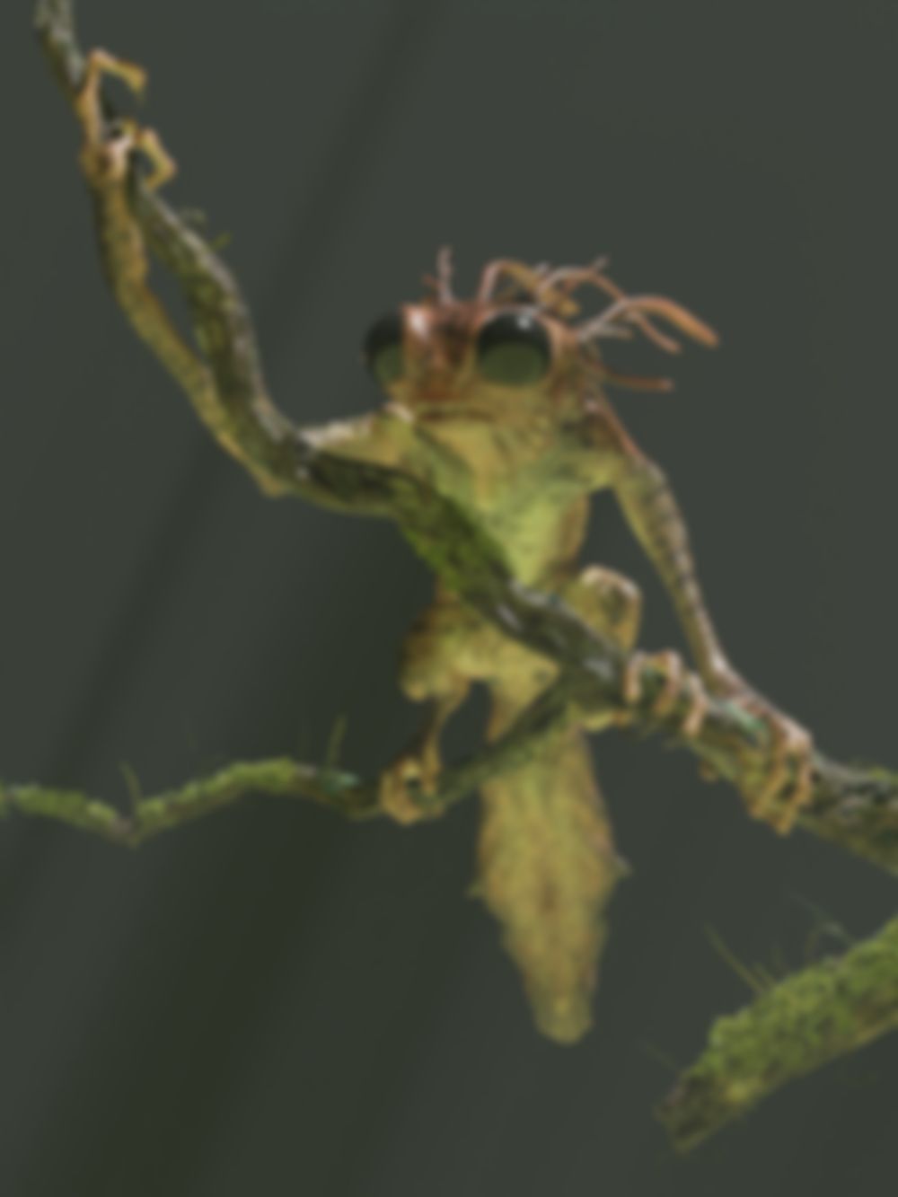 Looking Glass Tree tree-creature-anim f260 by Looking Glass Staff | Looking Glass Blocks